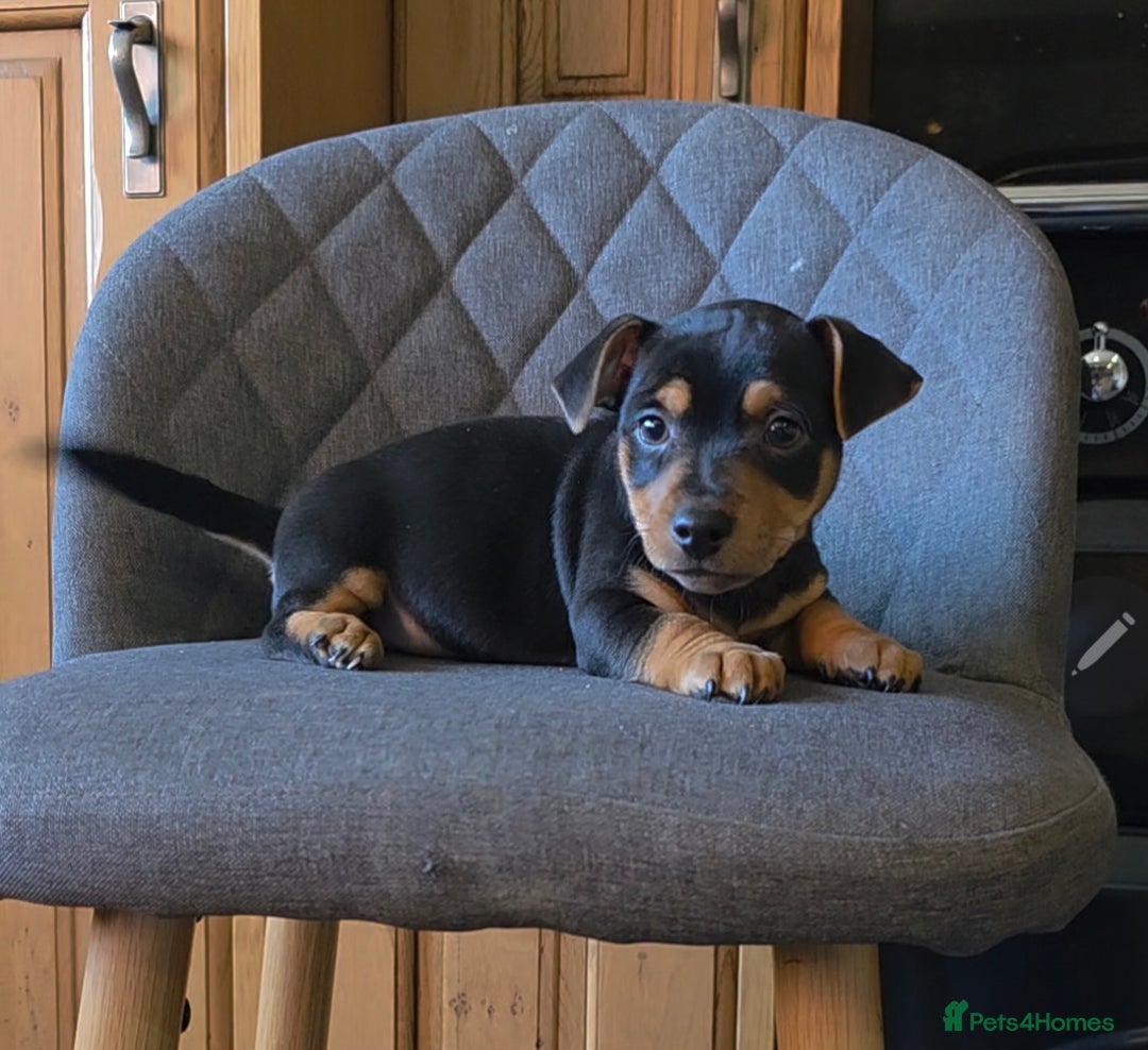 Jack Russell dogs for sale: Traditional Short Legged Jackrussell Pups!  - Image 2