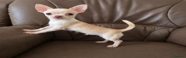 Chihuahua 1