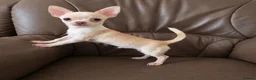 Chihuahua dogs for sale: Precious Paws, Bright Personalities—Chihuahuas in Manchester - Advert 5
