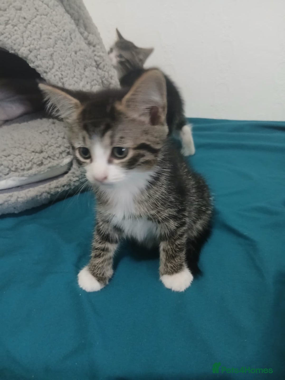 Mixed Breed cats for sale: Tabby twin boys  - Image 2