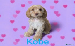 Cockapoo dogs for sale: ⭐️REDUCED⭐️READY NOW⭐️ chocolate DNA clear F1 - Image 6