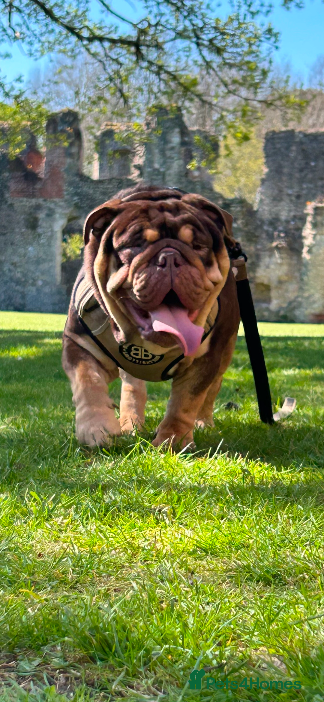 English Bulldog dogs for stud: Sons of king nemesis & epic bully (darling) in Southampton - Image 2