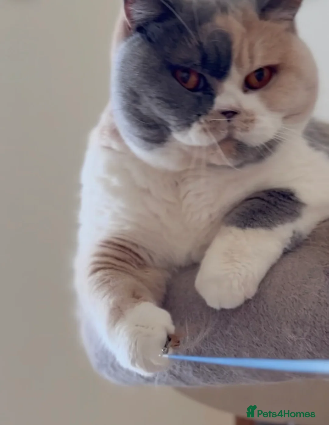 British Shorthair cats for sale: Rehome  - Advert 1