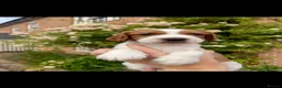 Welsh Springer Spaniel dogs for sale: Beautiful Welsh Springer Spaniel Puppies For Sale - Advert 4