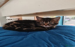 Mixed Breed cats for sale: Ch417dp  - Image 6