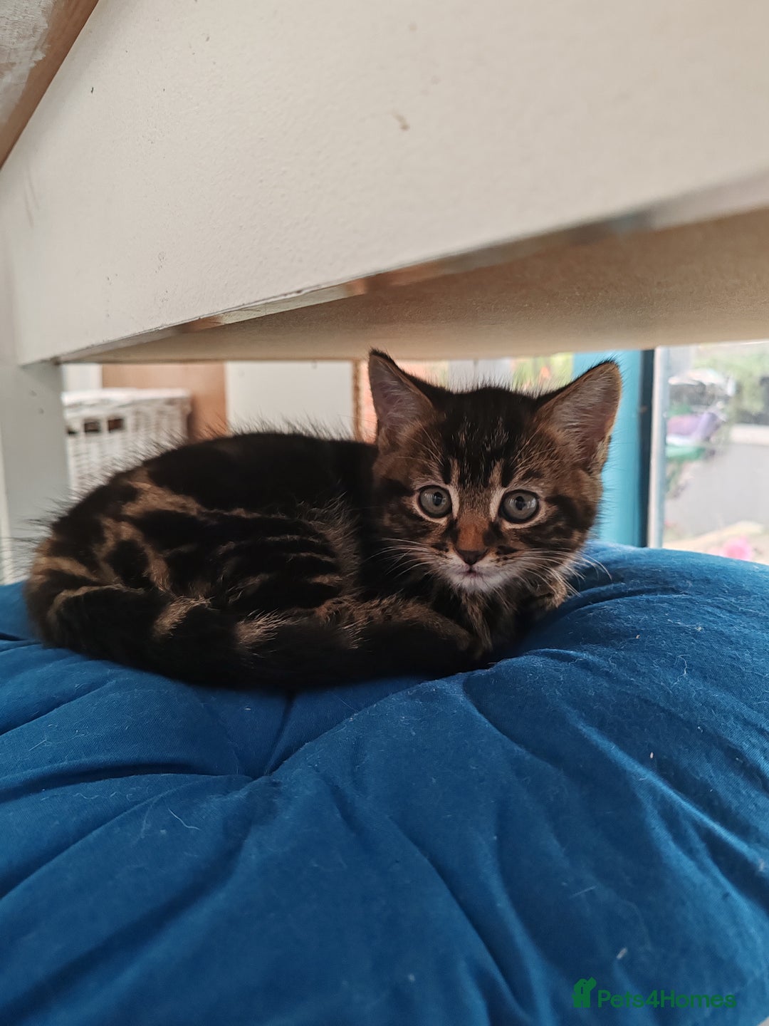 Mixed Breed cats for sale: Ch417dp  - Image 6