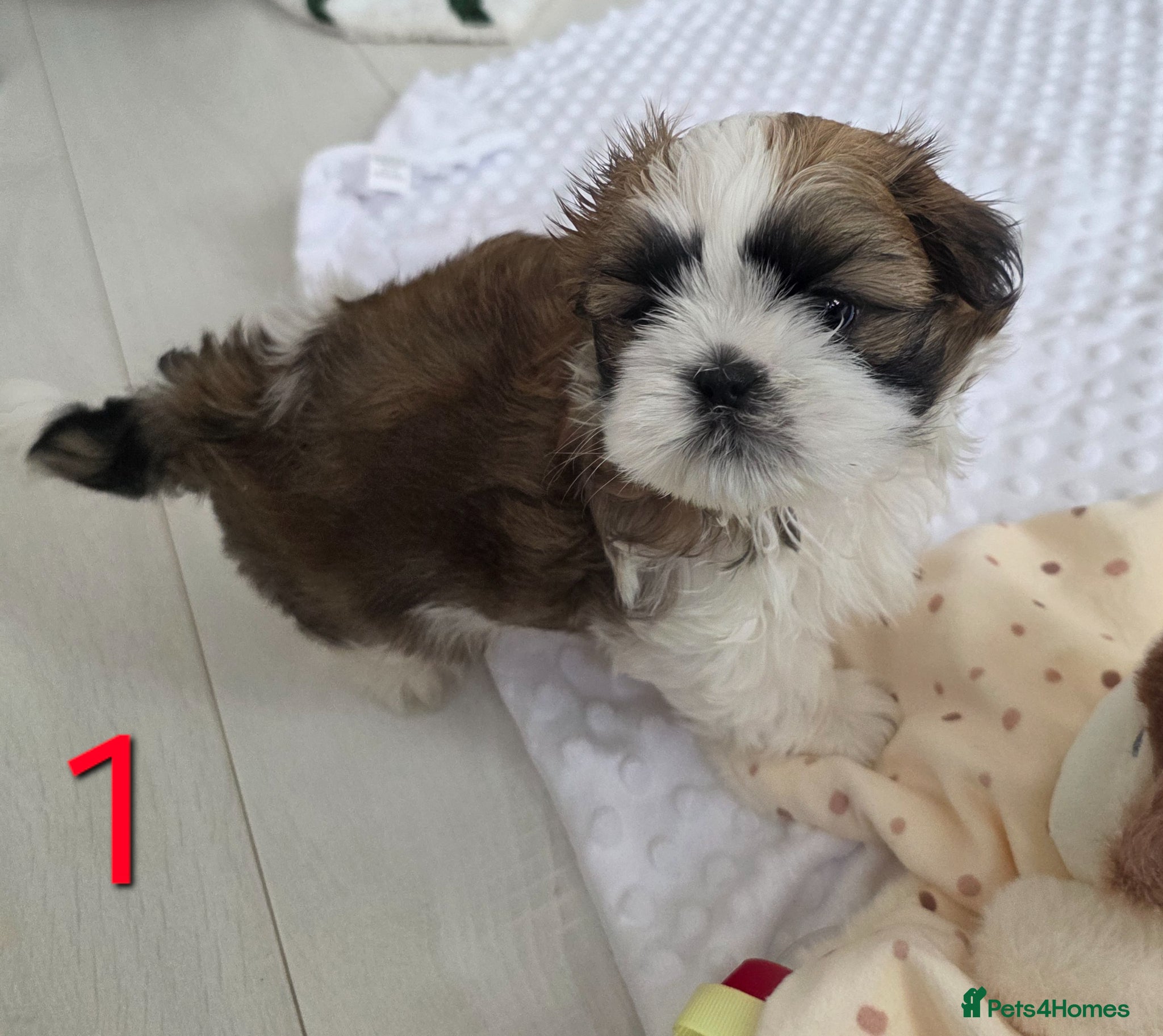 Mixed Breed dogs for sale: Beautiful 4 puppies (4 boys) - Advert 3