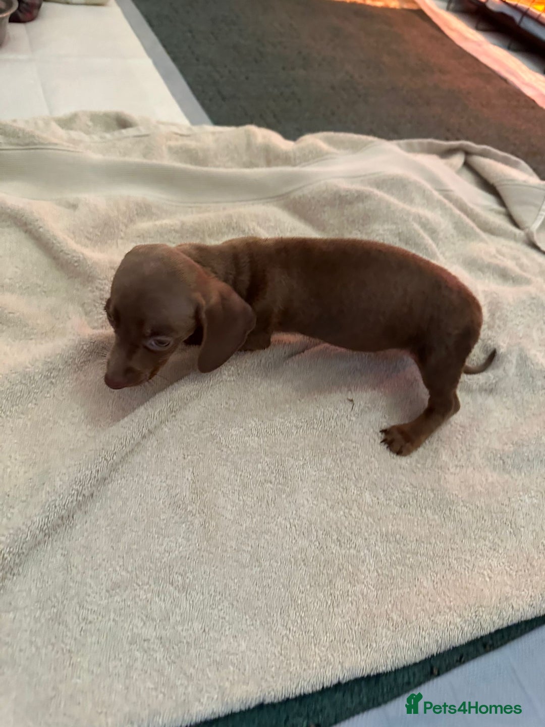 Miniature Dachshund dogs for sale: Miniature dachshunds - Advert 17