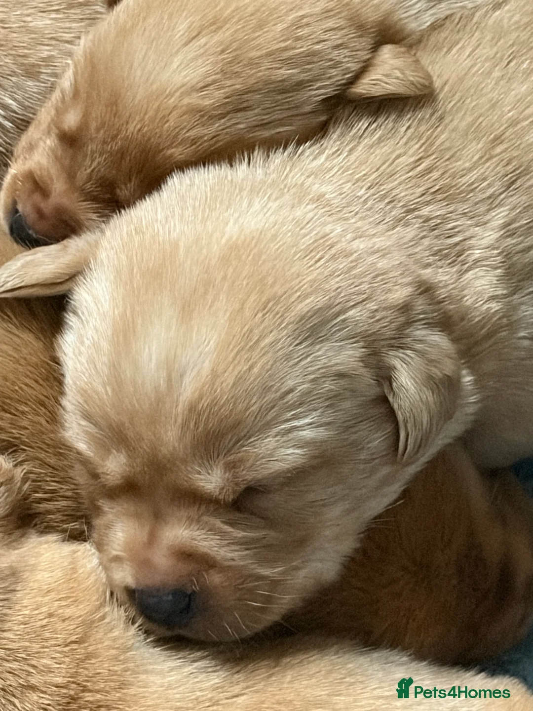 Labrador Retriever dogs for sale: Labrador  in Dorchester - Advert 3