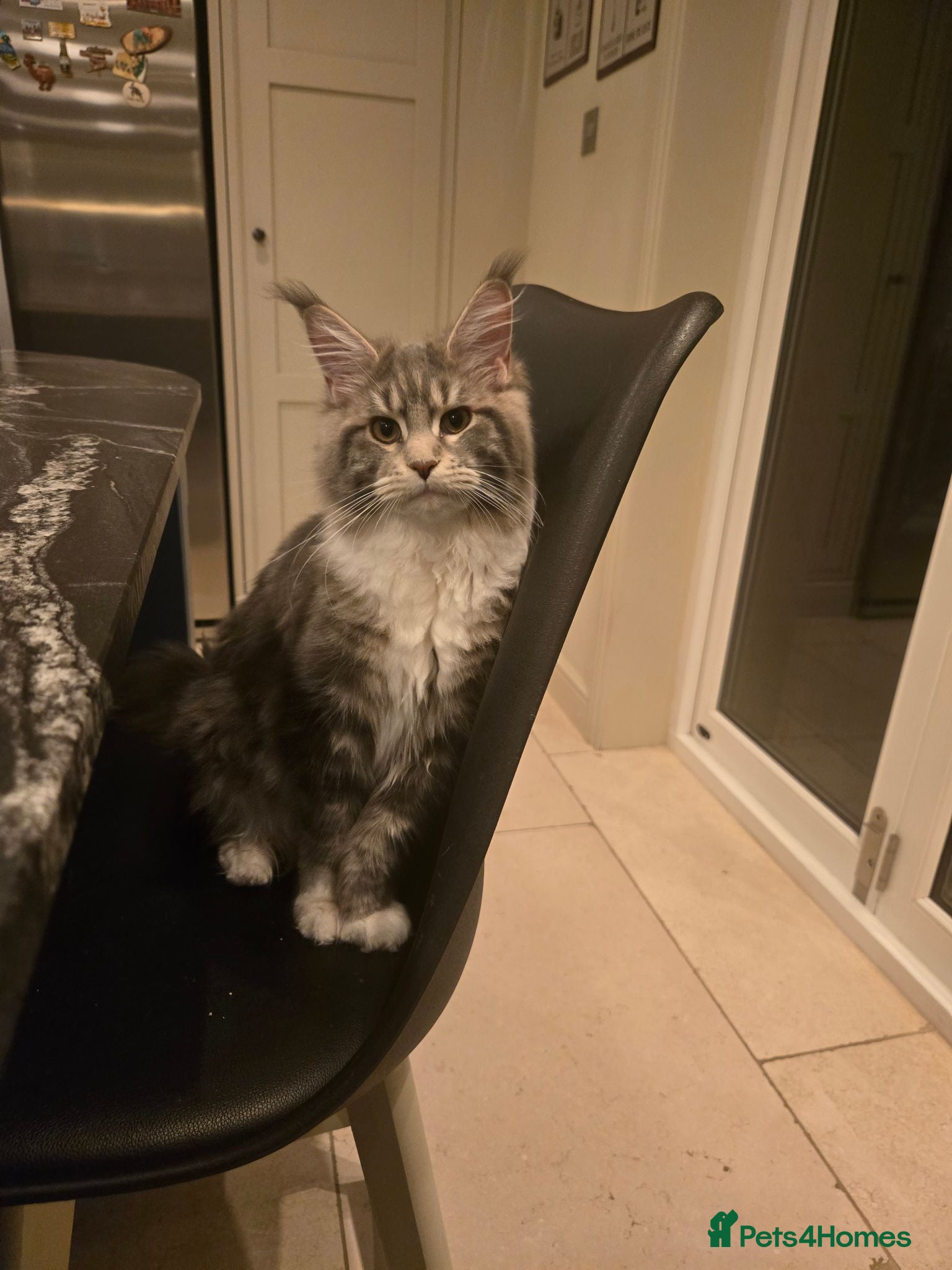 Maine Coon cats GCCF female maine coon - Advert 7