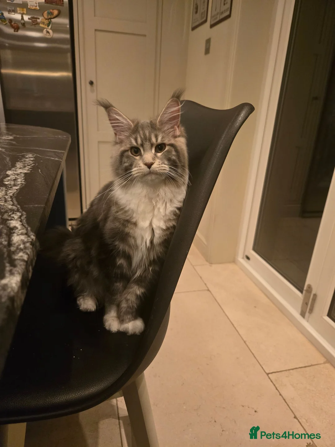 Maine Coon cats for sale: GCCF female maine coon - Advert 1