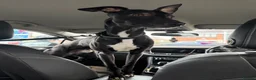Whippet dogs for stud: Jett Black - Advert 20