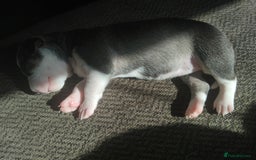 Mixed Breed dogs for sale: Stunning litter of 8 - Image 5