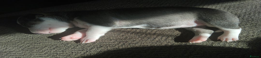 Mixed Breed Puppy 7