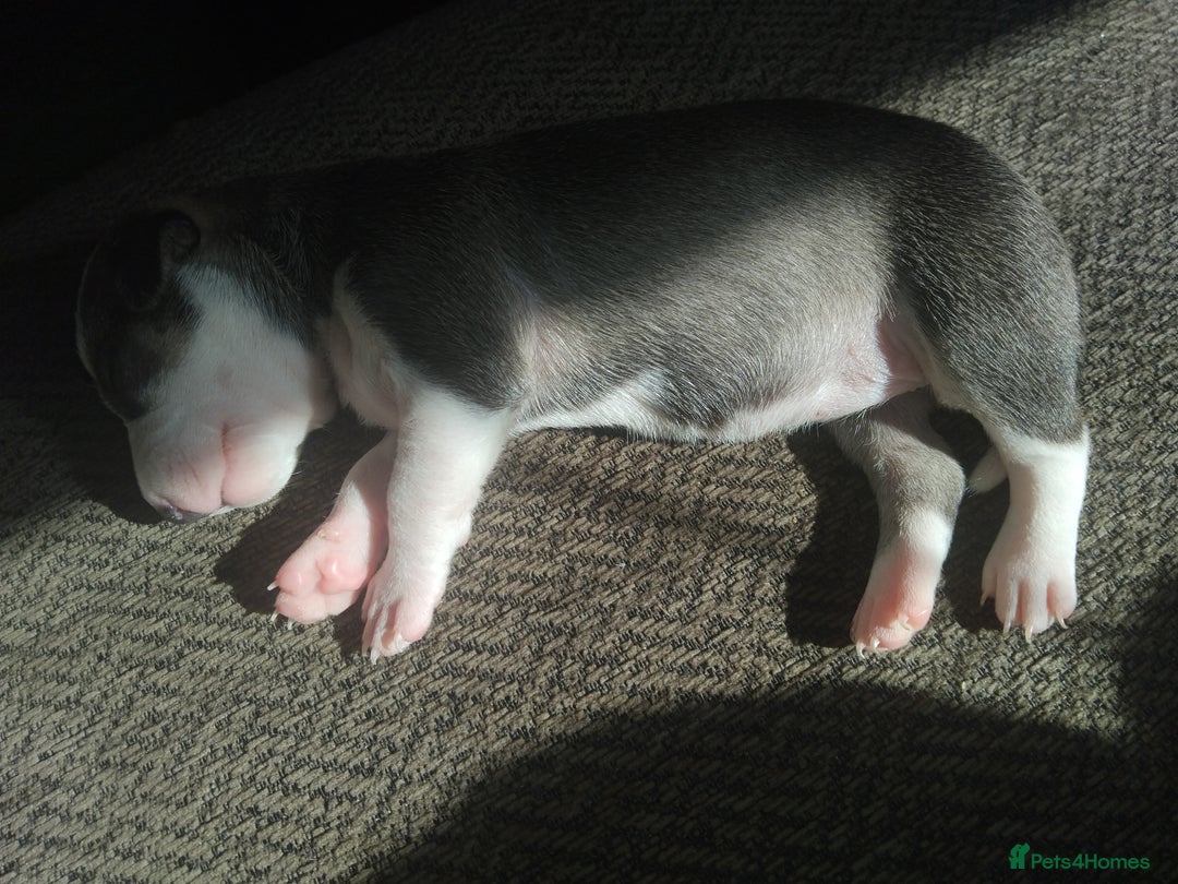Mixed Breed dogs for sale: Stunning litter of 8 - Image 5