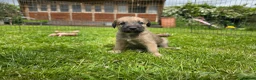 Mixed Breed dogs for sale: Bedlington whippet. Woody & Paddy - Advert 11