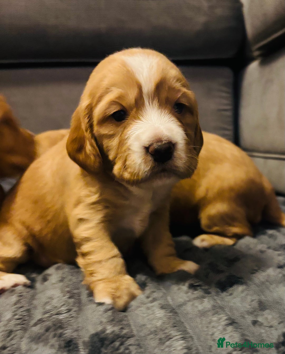 Cocker Spaniel dogs for sale: Cocker spaniel puppies for sale  - Advert 7