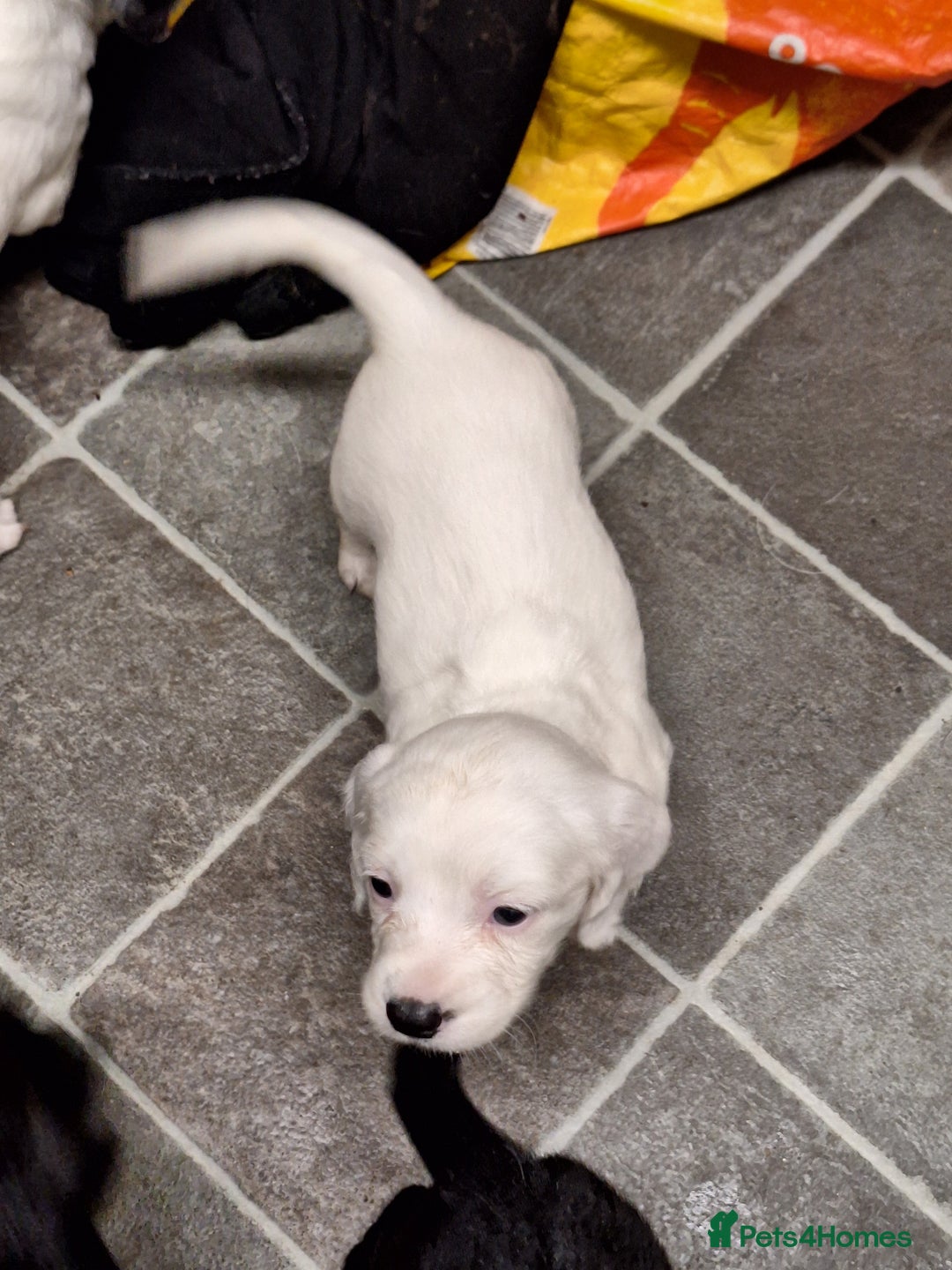 Mixed Breed dogs for sale: Springer x puppies  - Image 4