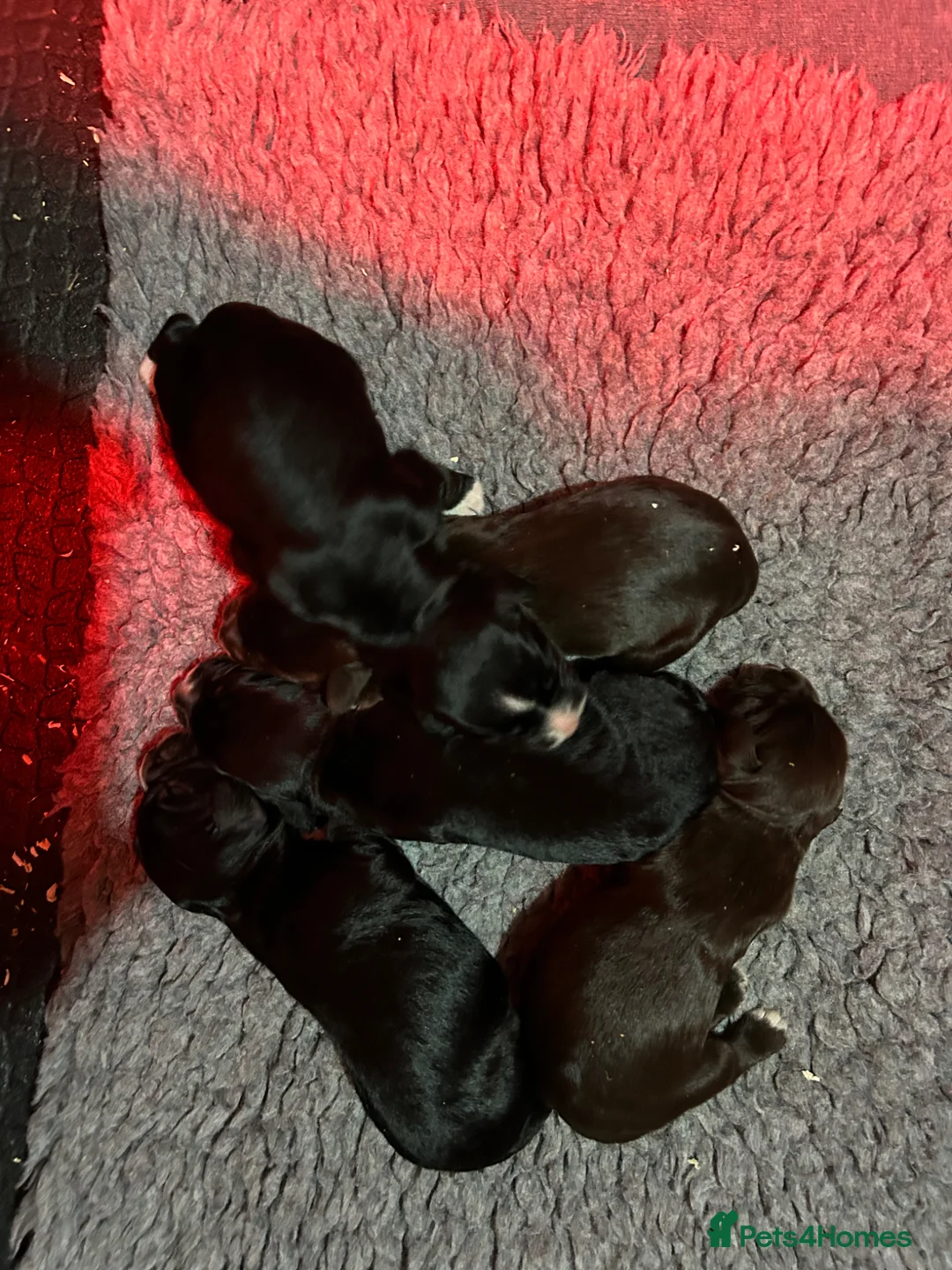 Cocker Spaniel dogs for sale: Working cocker pups in Doncaster - Advert 4