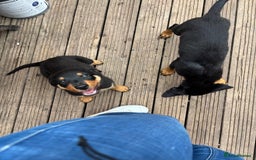 Mixed Breed dogs for sale: Rottweiler x puppys - Image 16