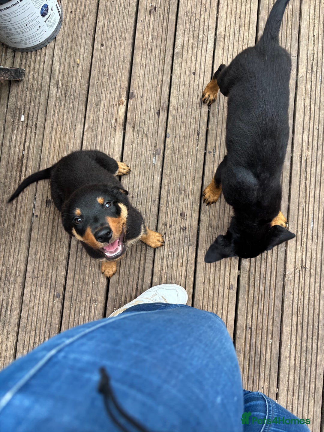 Mixed Breed dogs for sale: Rottweiler x puppys - Image 16