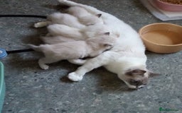 Ragdoll cats for sale: 5 Ragdoll kittens ready to go now  - Image 8