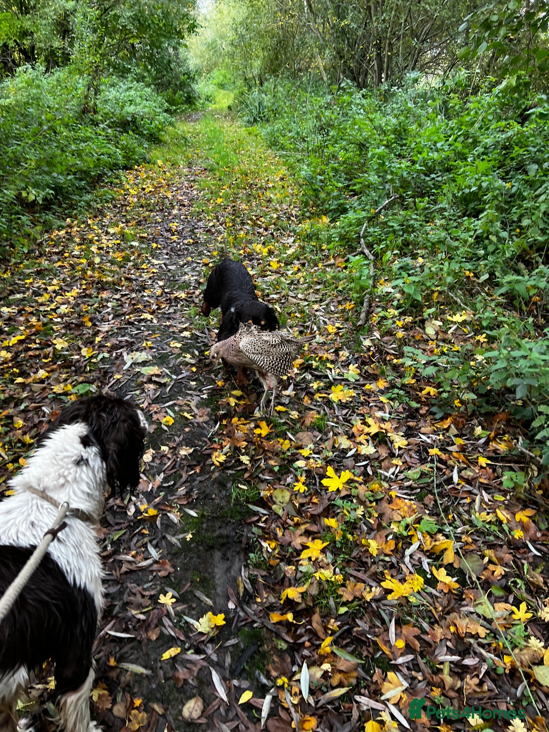 Cocker Spaniel dogs for stud: Hip scored. Fully DNA health tested - Advert 12