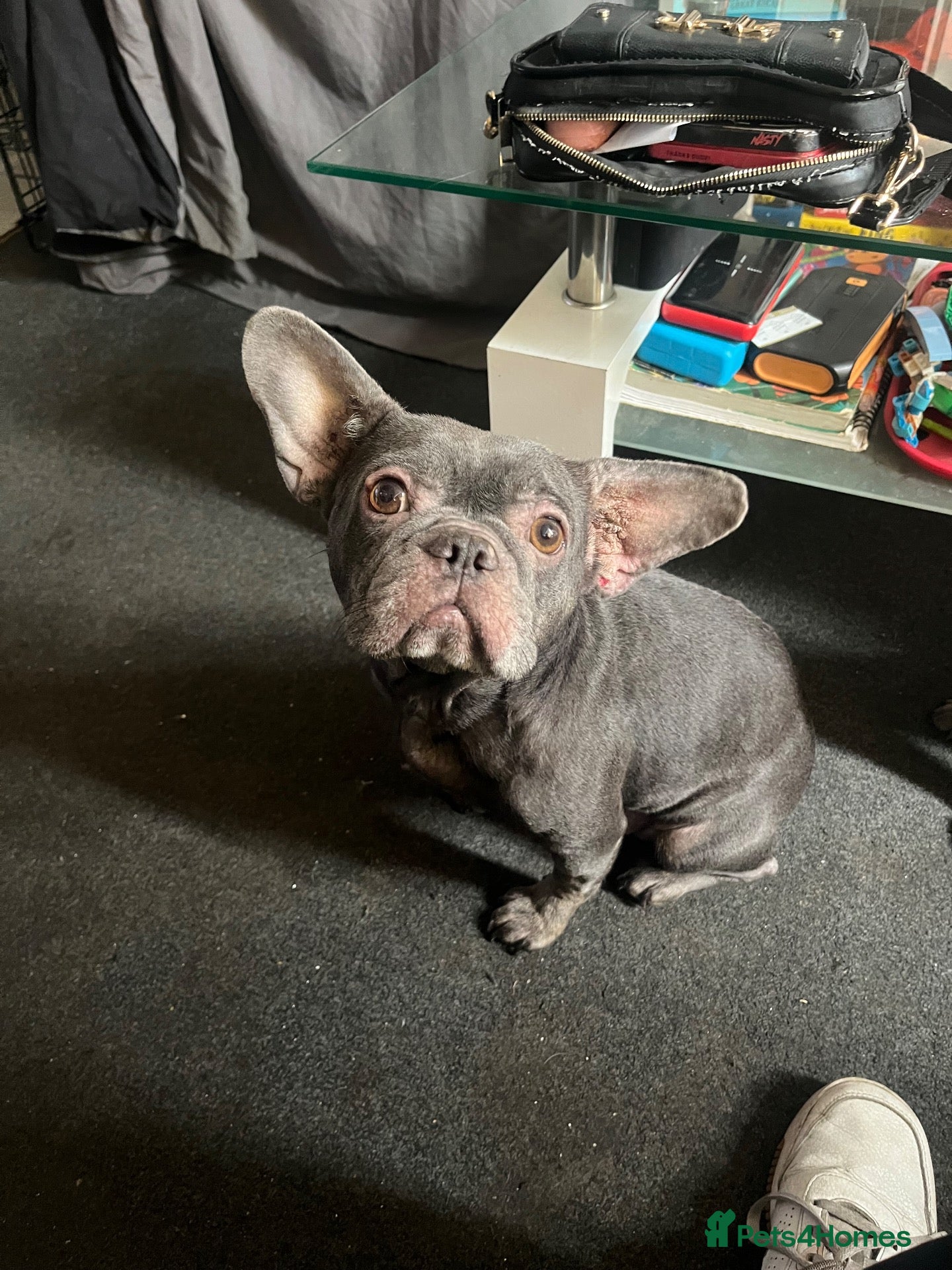 French Bulldog dogs 9 week old blue French bulldog  - Advert 1
