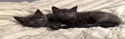 Mixed Breed cats for sale: Maine Coon  in Gloucester - Advert 4
