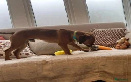 Mixed Breed dogs for adoption: Woody (Mini hound mix) - Advert 12