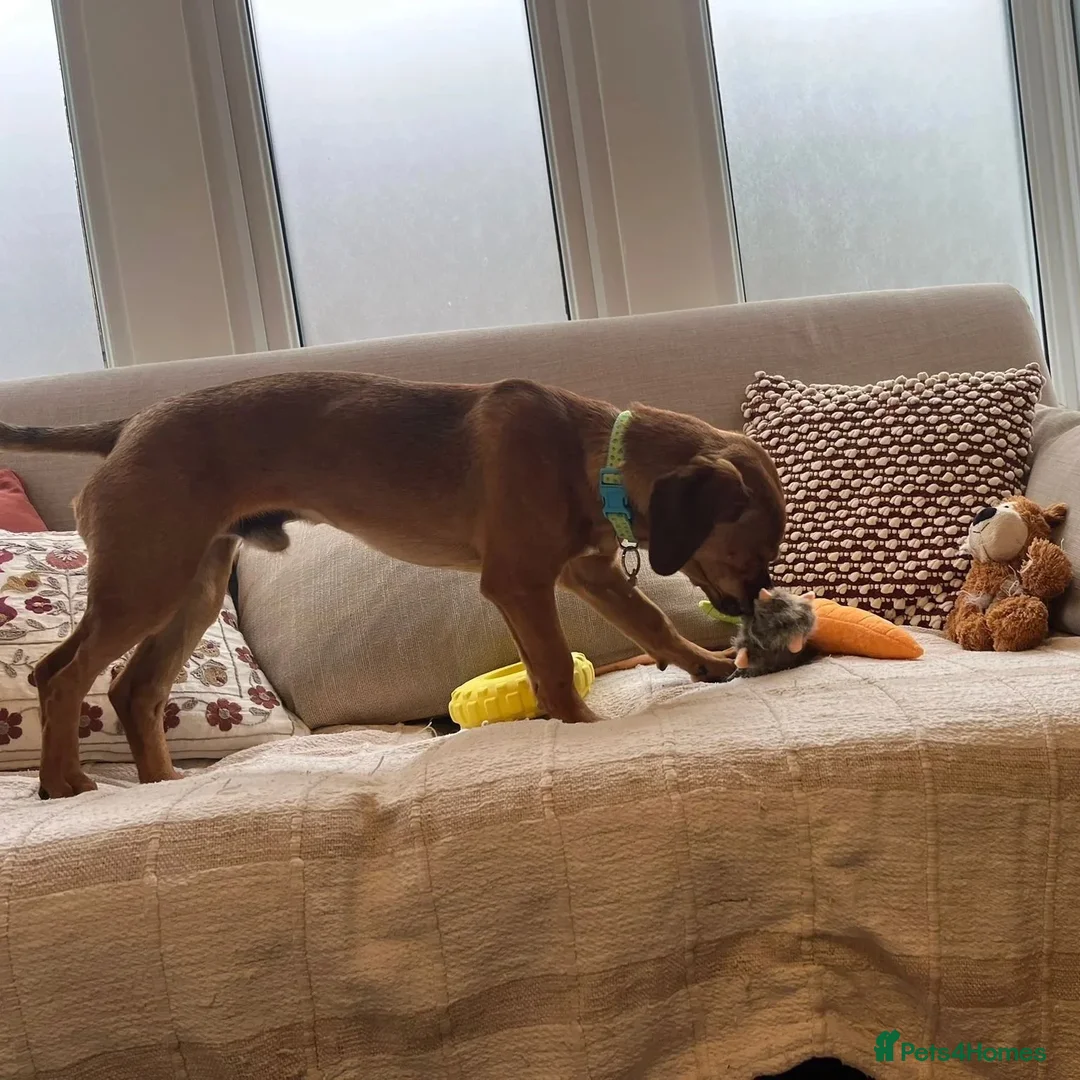 Mixed Breed dogs for adoption: Woody (Mini hound mix) - Advert 12