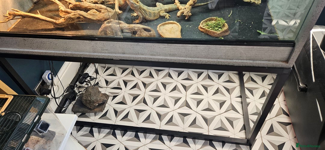 Bearded Dragon reptiles for sale: Bearded Dragon and set up - Advert 2