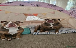 Mixed Breed dogs for sale: The tale of 2 sisters - Image 19