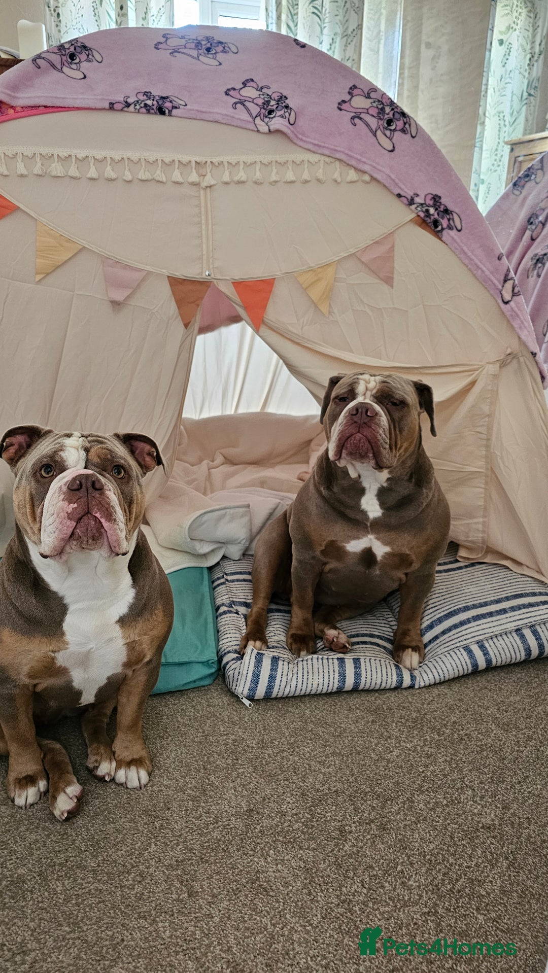 Mixed Breed dogs for sale: The tale of 2 sisters - Image 19