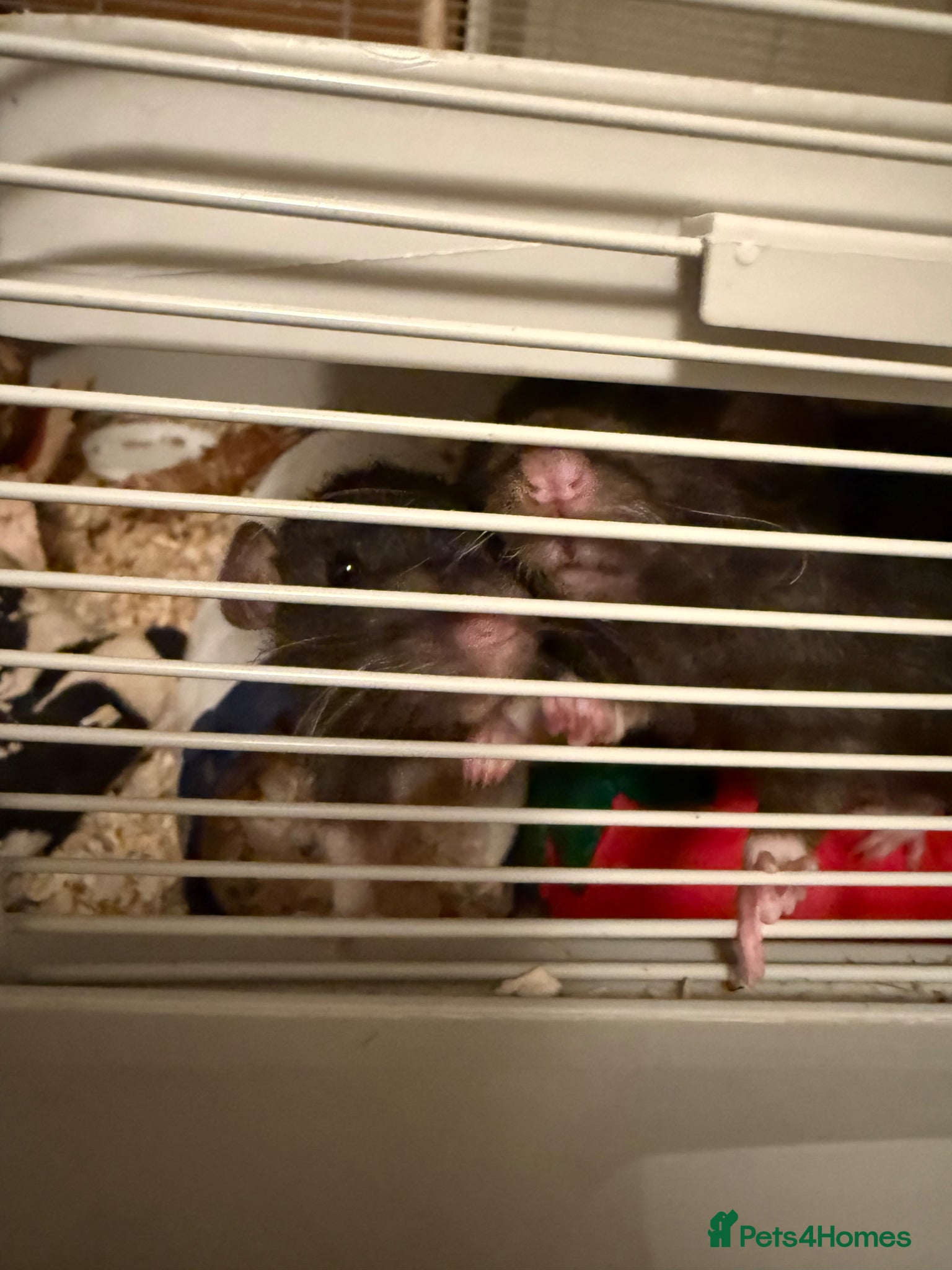 Rat rodents 2x female rats - Advert 1