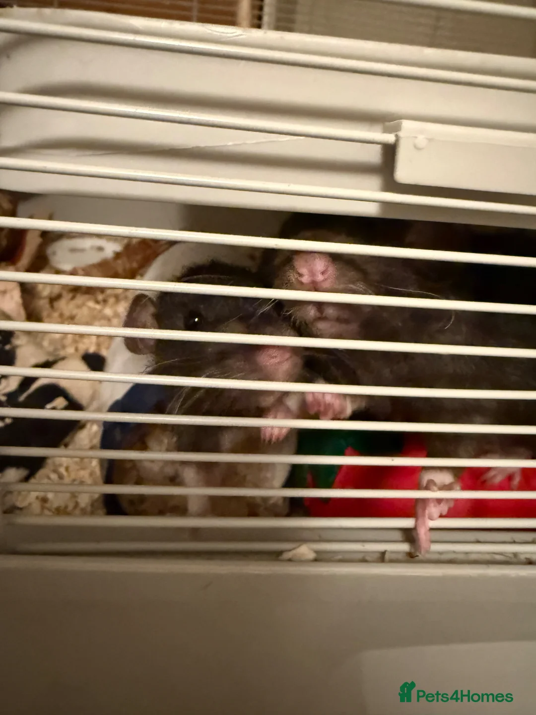 Rat rodents for sale: 2x female rats in Wednesbury - Advert 1