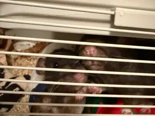 Rat rodents 2x female rats - Advert 1