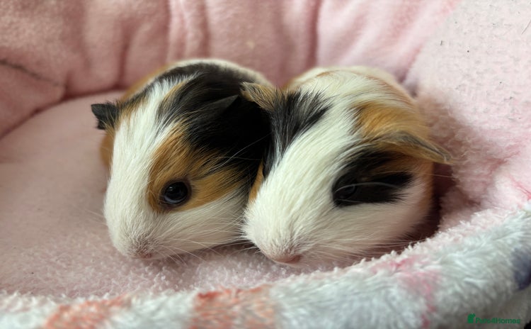 Guinea Pig rodents - Advert 4