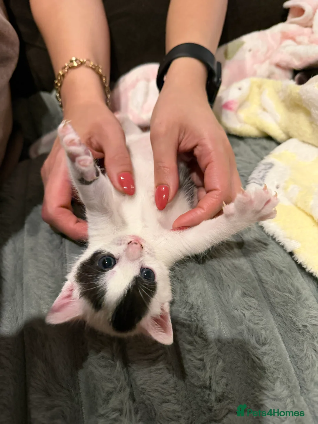 Domestic Shorthair cats for sale: Beautiful Healthy Kittens & Young Mother Cat - Advert 7