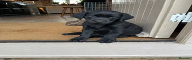 Labrador Retriever 6