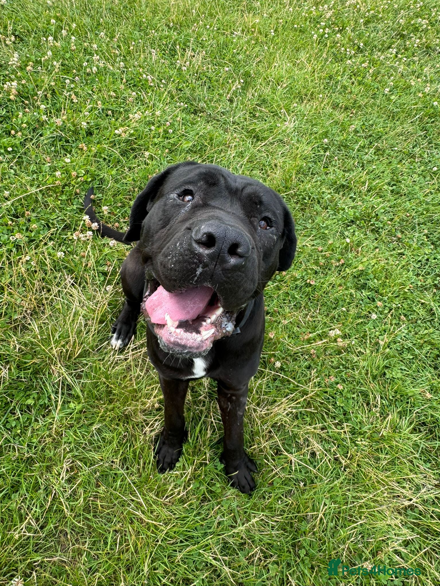 Cane Corso dogs Cane corso in need of loving home - Advert 1