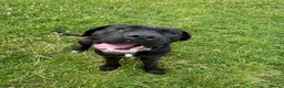 Cane Corso dogs for sale: Cane corso in need of loving home - Advert 1
