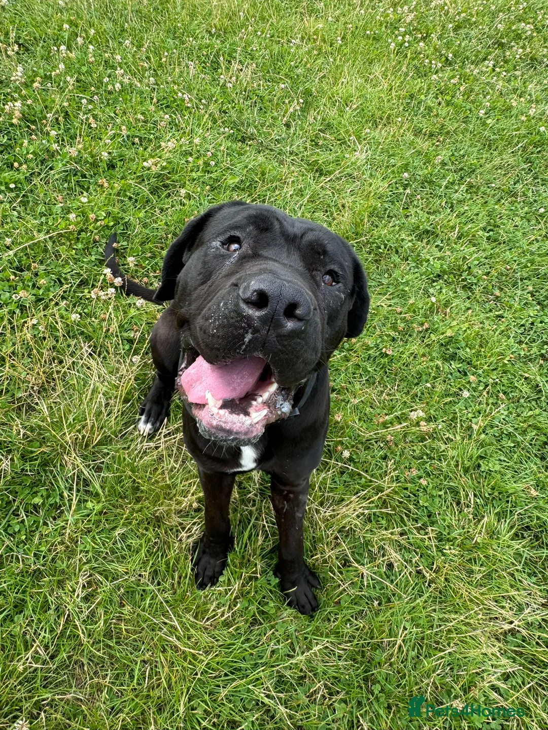 Cane Corso dogs for sale: Cane corso in need of loving home - Advert 1