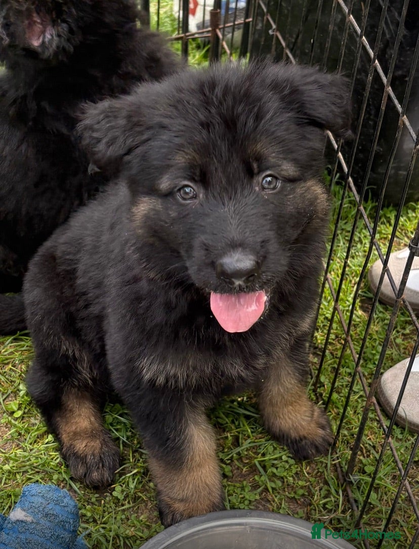 German Shepherd dogs KC German Shepherd puppies-Dad Rockforce Maverick - Advert 1