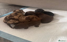 Miniature Dachshund dogs for sale: REDUCED Miniature dachshund Last Two available  in Hook - Image 9