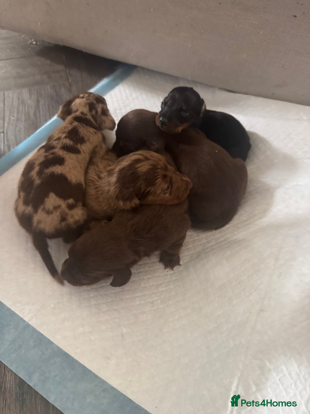 Miniature Dachshund dogs for sale: REDUCED Miniature dachshund Last Two available  in Hook - Image 9