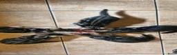 Bengal cats for sale: Bengal mix kittens for sale - Advert 18
