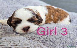 Shih Tzu dogs for sale: Shih Tzu puppies - Image 6