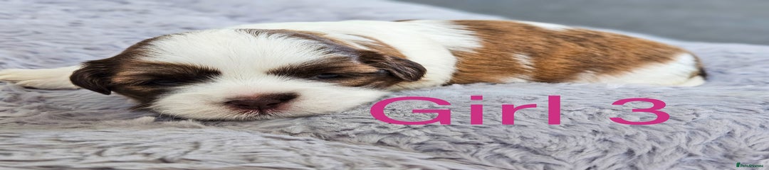 Shih Tzu Puppy 6