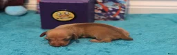Miniature Dachshund dogs for sale: 4 Miniature Dachshund Pups Red Dapple - Shaded Red - Advert 16